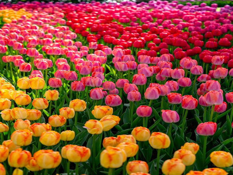 Keukenhof Gardens